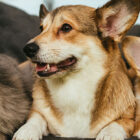 soluciones-single-mascotas